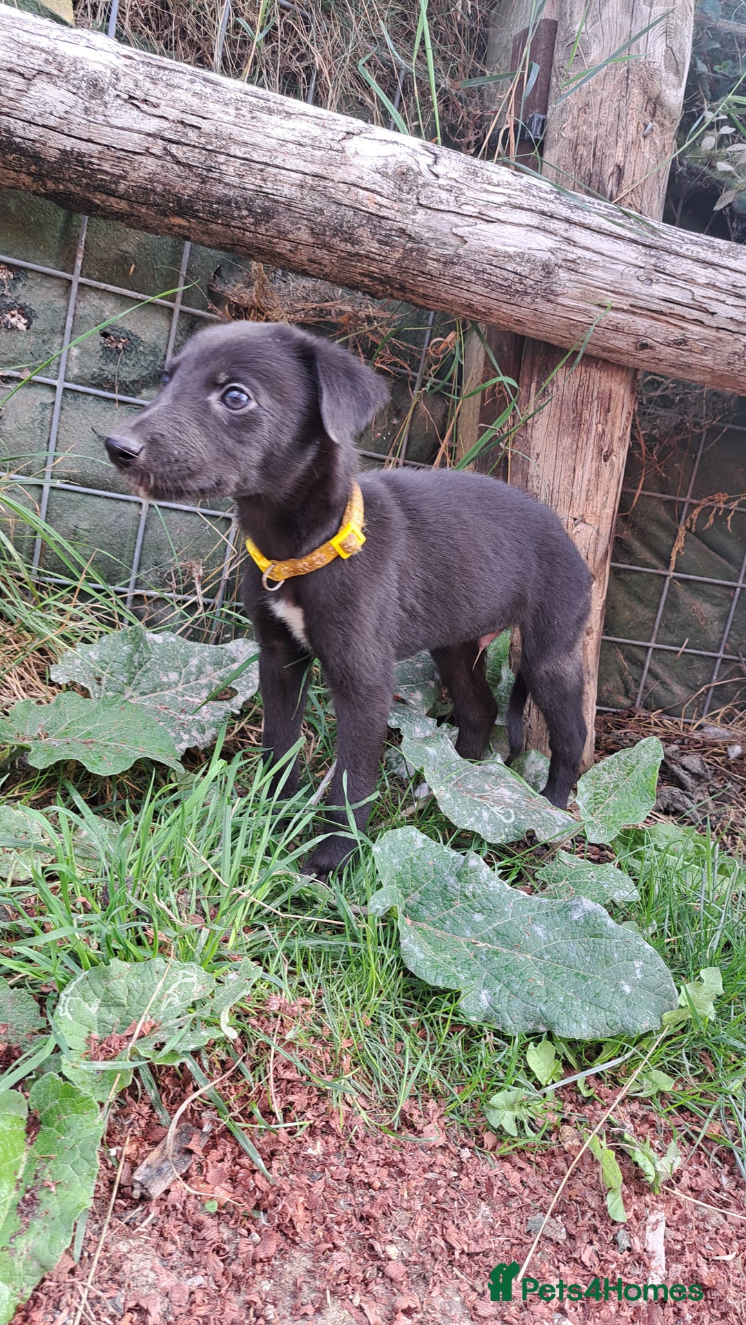 Greyhound dogs for sale: 💙READY TO GO💙 1 pup left - Irish Greyhound  - Image 4