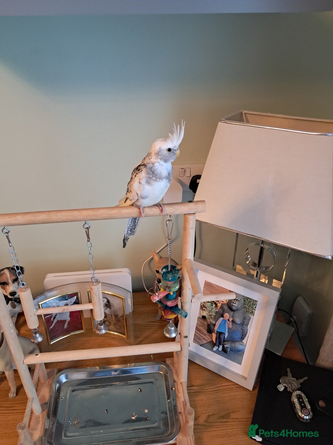 Cockatiels birds for sale: Hand reared baby cocktail very tame  - Advert 5