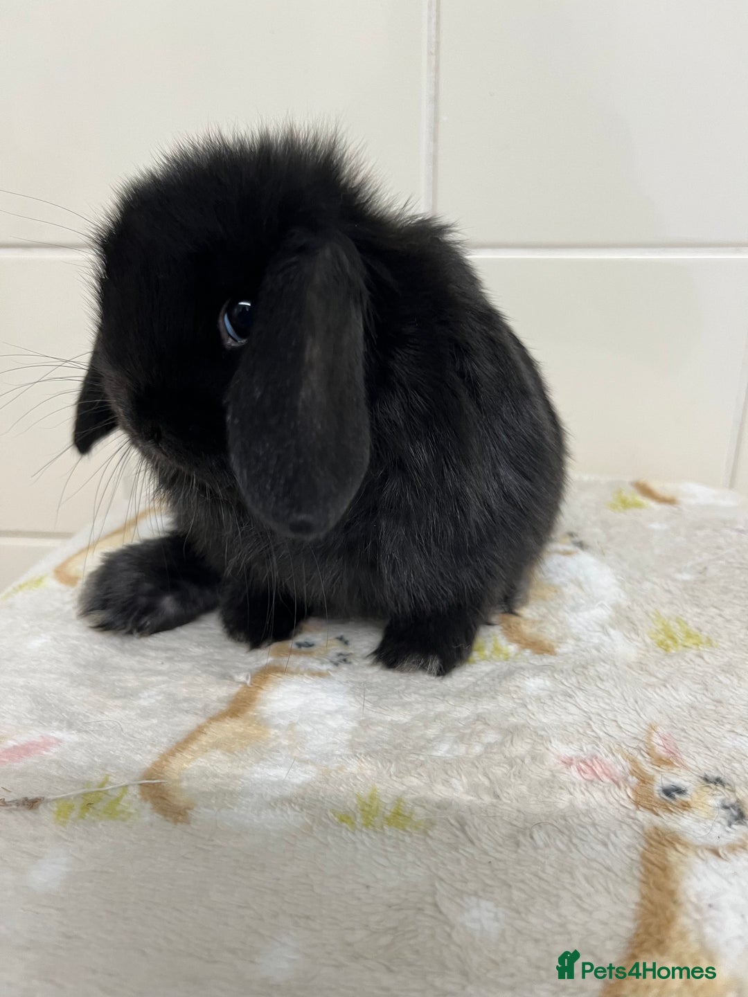 Mini Lop rabbits for sale: Stunning litter of mini lops ready soon  - Advert 17