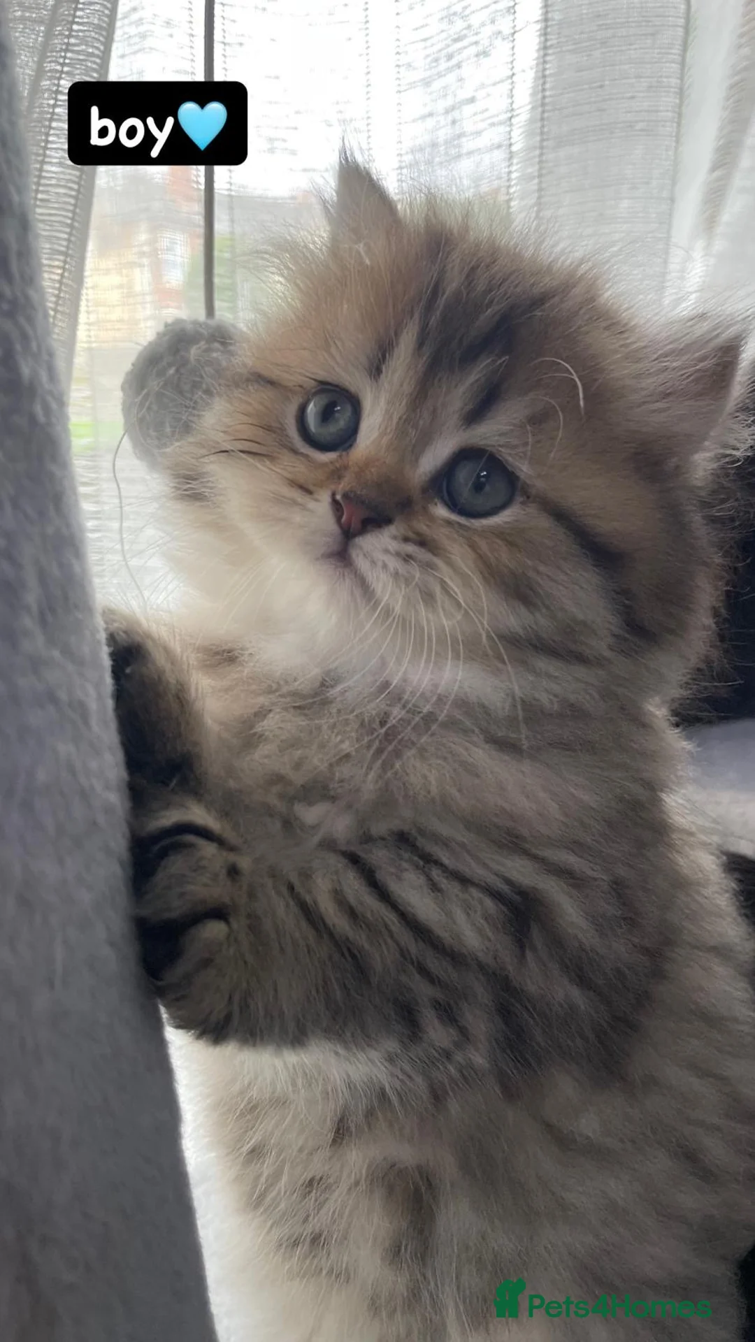 Persian cats for sale: 🐾 Beautiful playful kittens ready for loving home in Sheffield - Advert 12