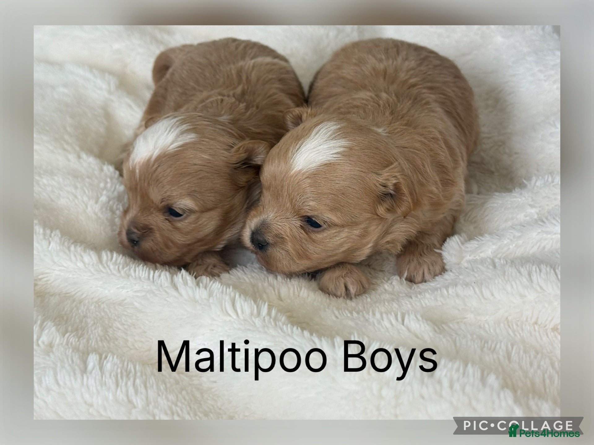 Maltipoo dogs Maltipoo Babies  - Advert 1