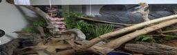 Rat Snake reptiles for sale: Russian rat snake female  in Andover - Advert 10