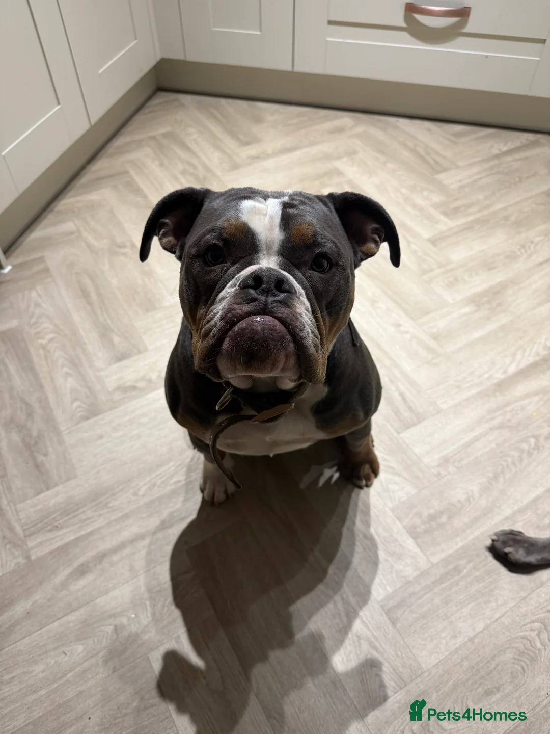 Olde English Bulldogge dogs for sale: 12 month old olde English bulldoggue  - Advert 5