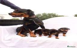 Rottweiler dogs for sale: Rottweiler puppy  - Image 4