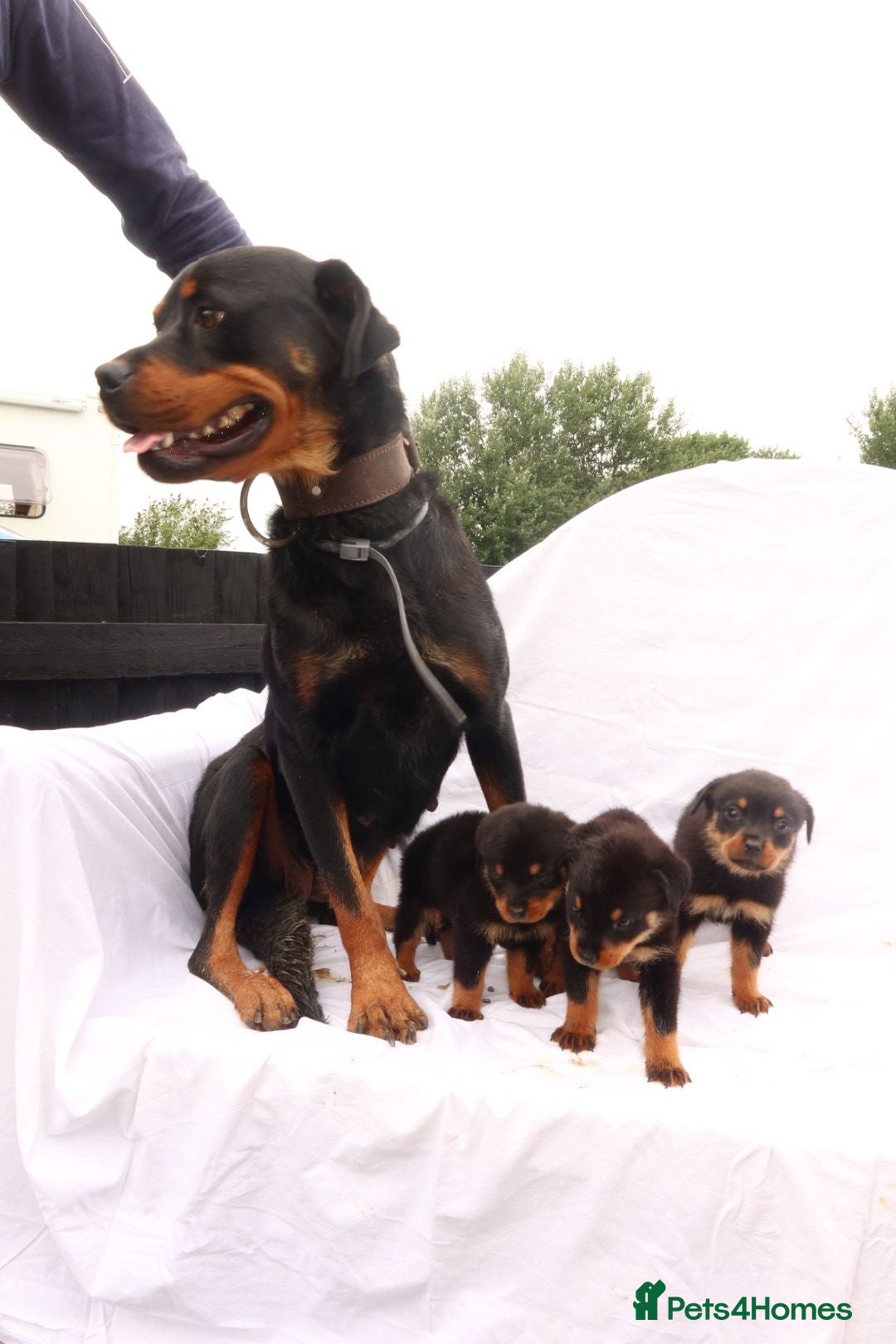 Rottweiler dogs for sale: Rottweiler puppy  - Image 4