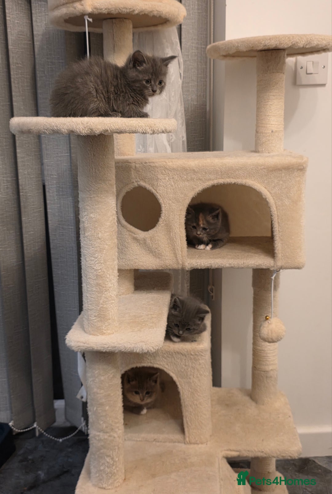 Mixed Breed cats for sale: Red point Ragdoll X Blue British Shorthair - Image 10