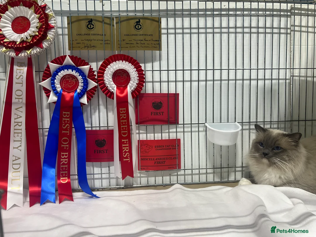 Ragdoll cats for stud: G.Champion✅GCCF/TICA Reg✅FIV/FELV/DNA✅Ragdoll stud in London - Advert 6