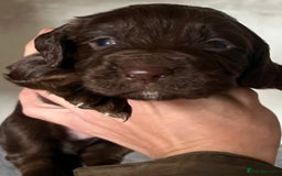 Cocker Spaniel dogs for sale: Beautiful KC Registered Cocker Spaniel Puppies 🐶  - Image 15