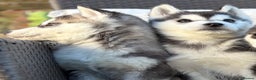 Siberian Husky dogs for sale: Siberian husky puppies - Advert 4