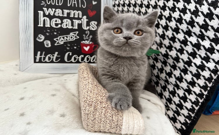 British Shorthair cats Adorable British Shorthair- 1 boys left  - Advert 4