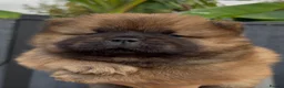 Chow Chow dogs for sale: Beautiful chow chow puppies  - Advert 3