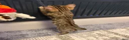 Bengal cats for sale: Bengal kitten  - Advert 4