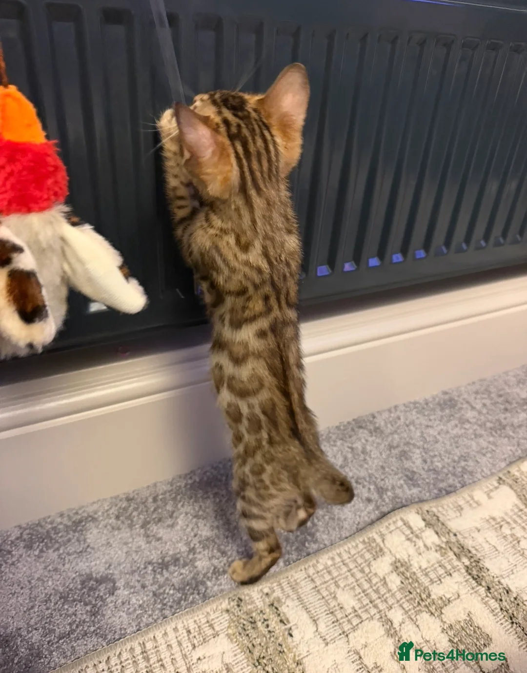Bengal cats for sale: Bengal kitten  - Advert 4