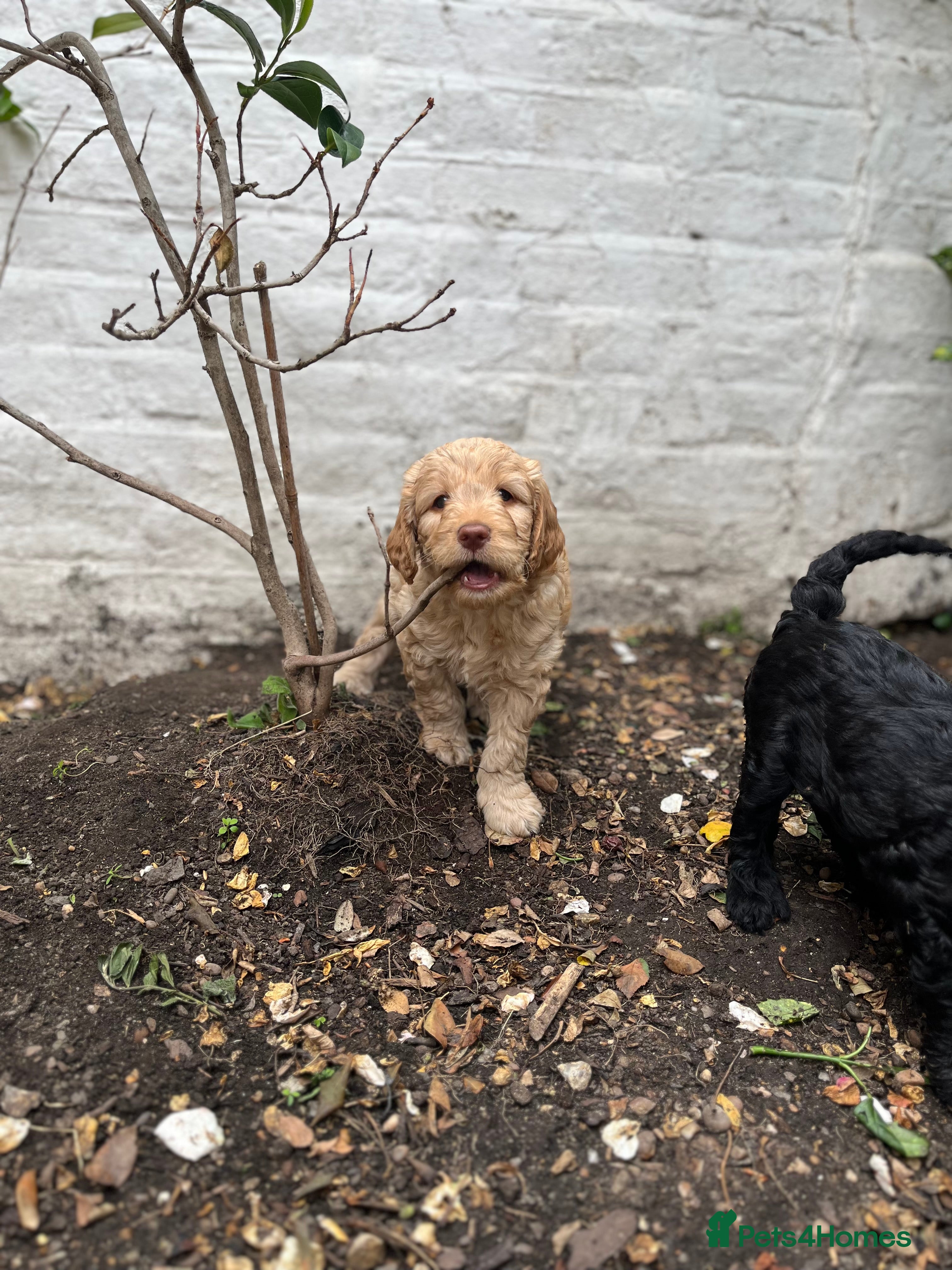 Labradoodle dogs Labradoodles (F1B) in Kensington, London W8 - Advert 2