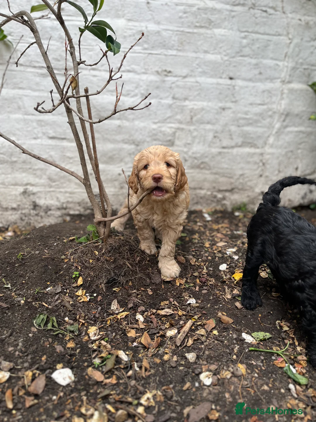 Labradoodle dogs for sale: Labradoodles (F1B) in London W8. READY TO GO HOME - Advert 2