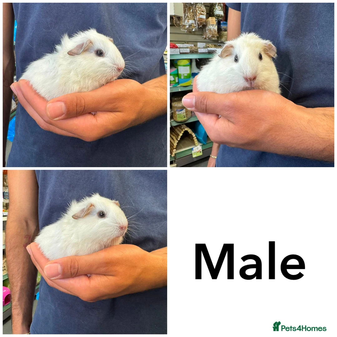 Guinea Pig rodents for sale: Friendly handled baby guinea pigs - Advert 9