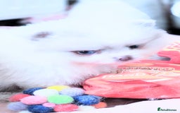 Pomeranian dogs for sale: Outstanding toy size poms - Image 11