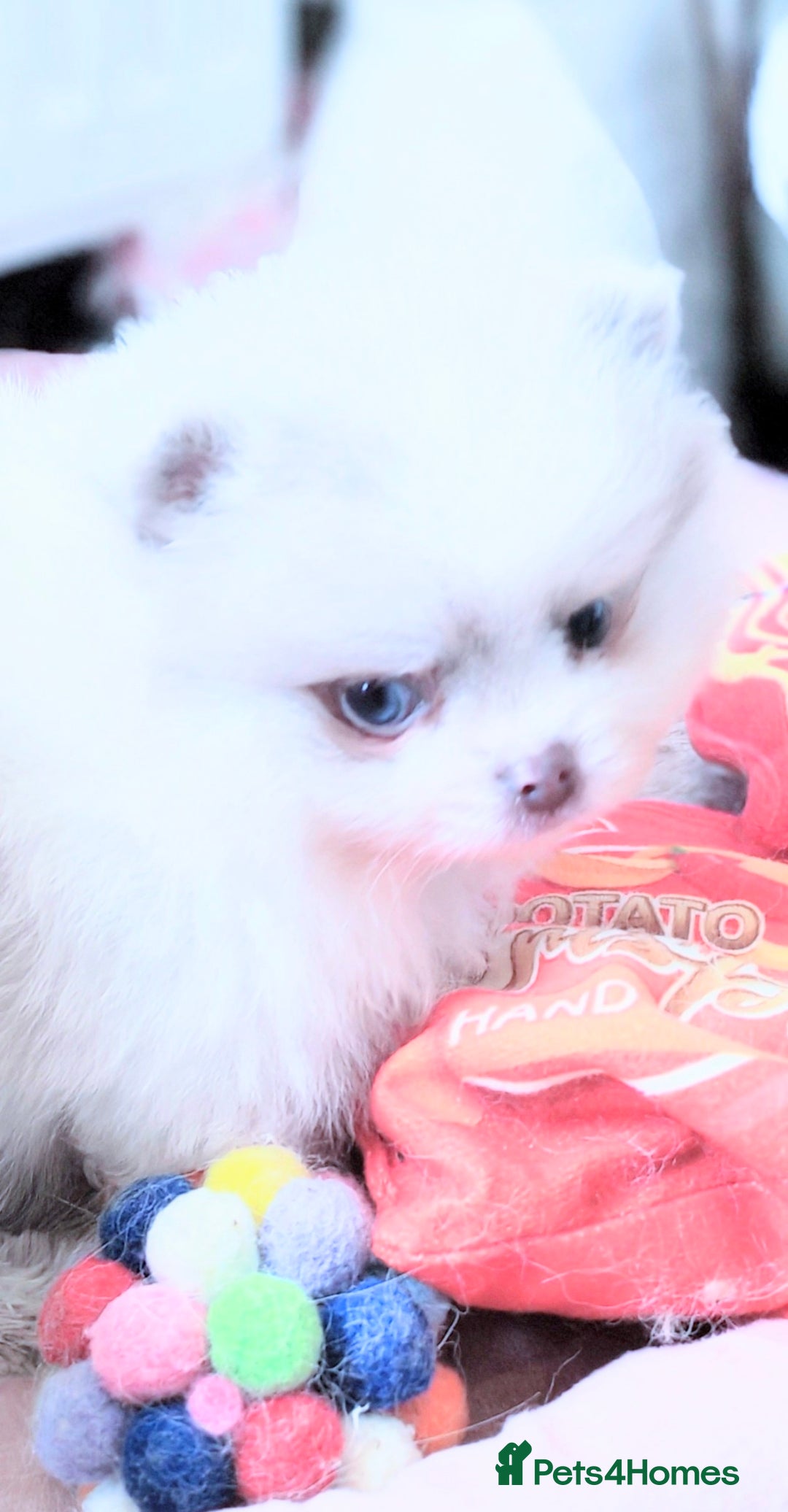 Pomeranian dogs for sale: Outstanding toy size poms - Image 11