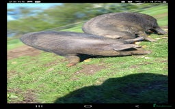 Pig livestock for sale: Ronnie and reggie  - Image 32