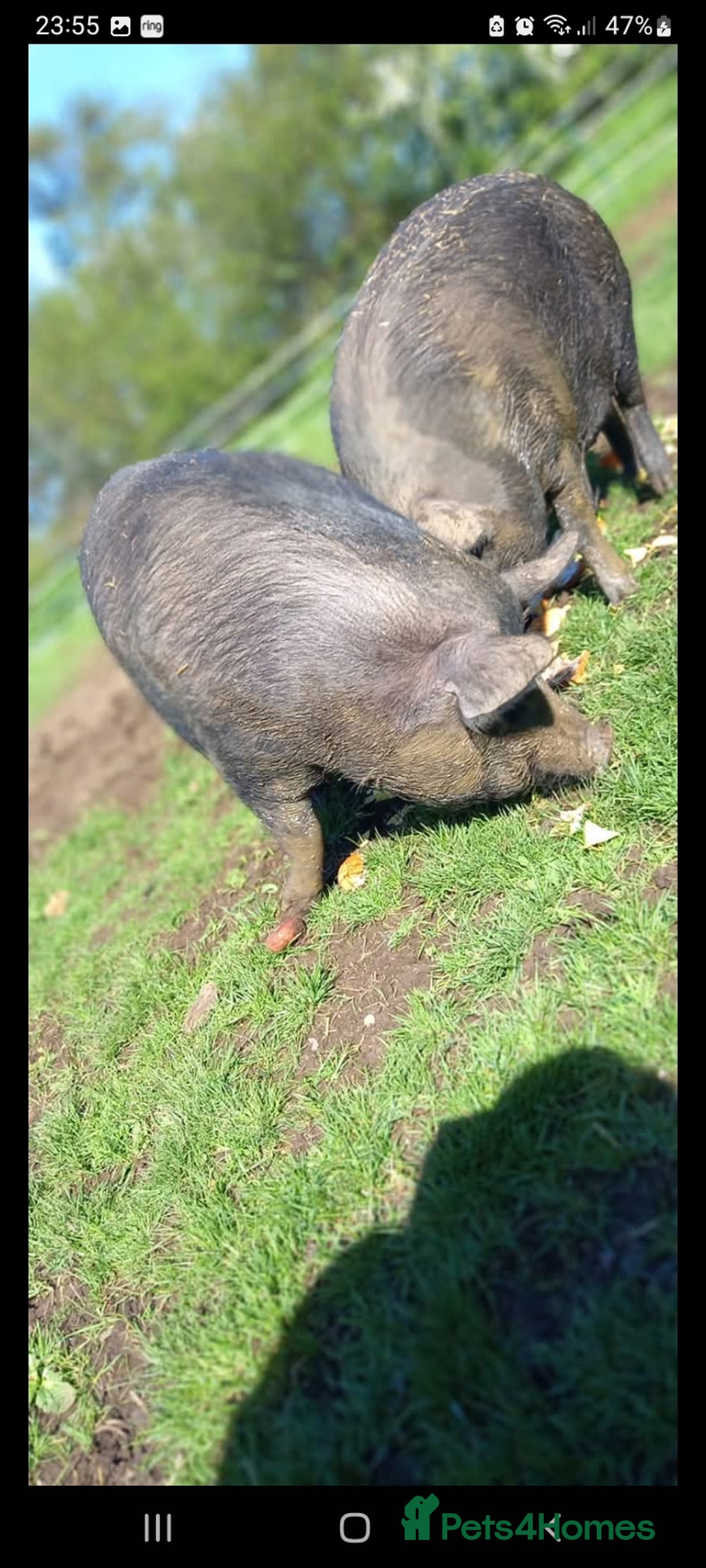 Pig livestock for sale: Ronnie and reggie  - Image 32