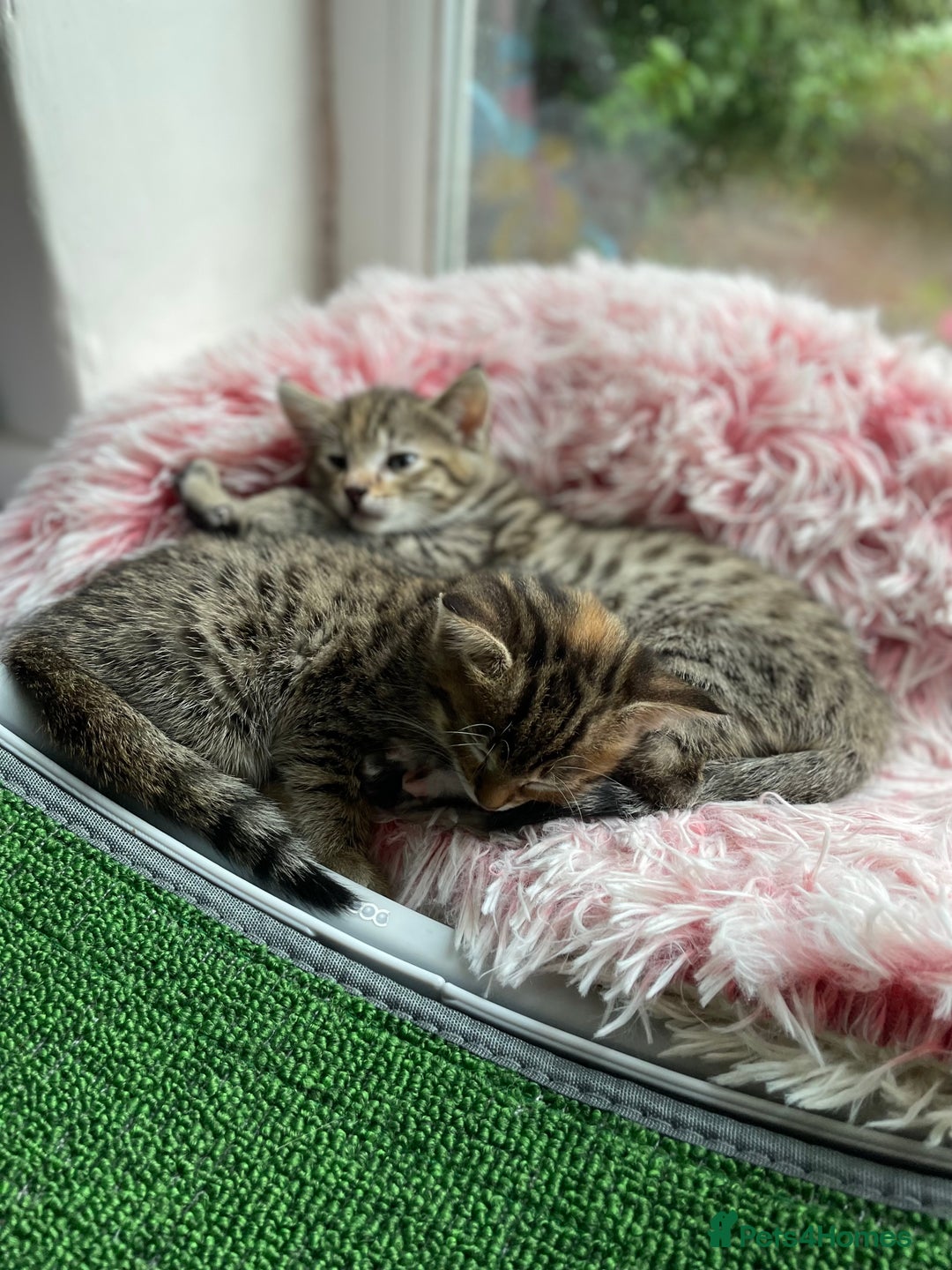 Savannah cats for sale: 2 beautiful Savannah kittens - Image 3