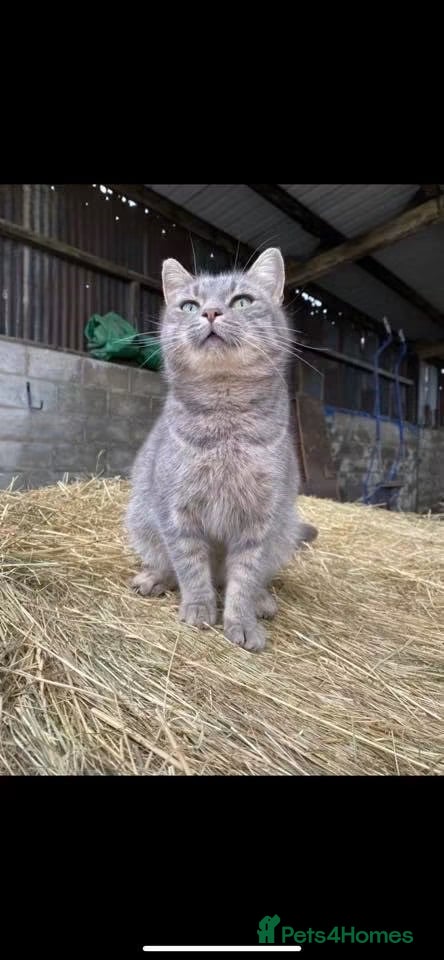Domestic Shorthair cats Grey Tabby male kitten  - Advert 1