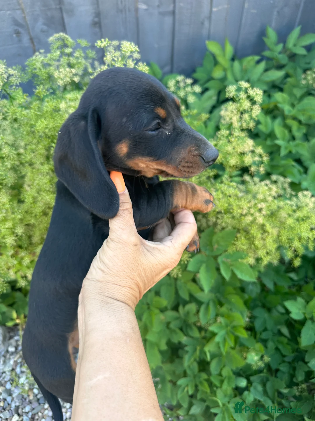 Dachshund dogs for sale: Dachshund  - Advert 1