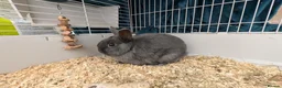 Mixed Breed rabbits for sale: Bonded female baby rabbits - Advert 3