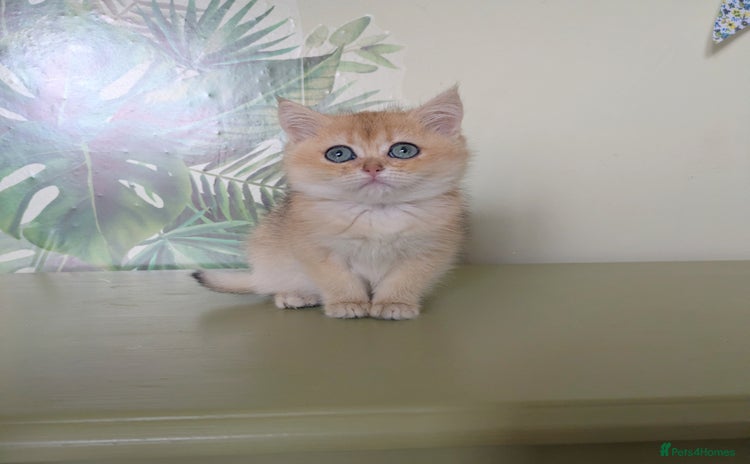 British Shorthair cats - Advert 11