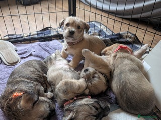 Glen of Imaal Terrier dogs - Advert 2