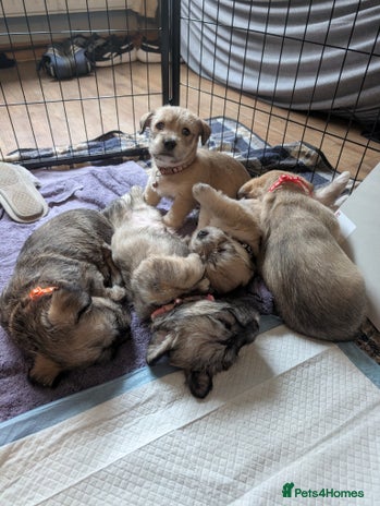 Glen of Imaal Terrier dogs - Advert 2