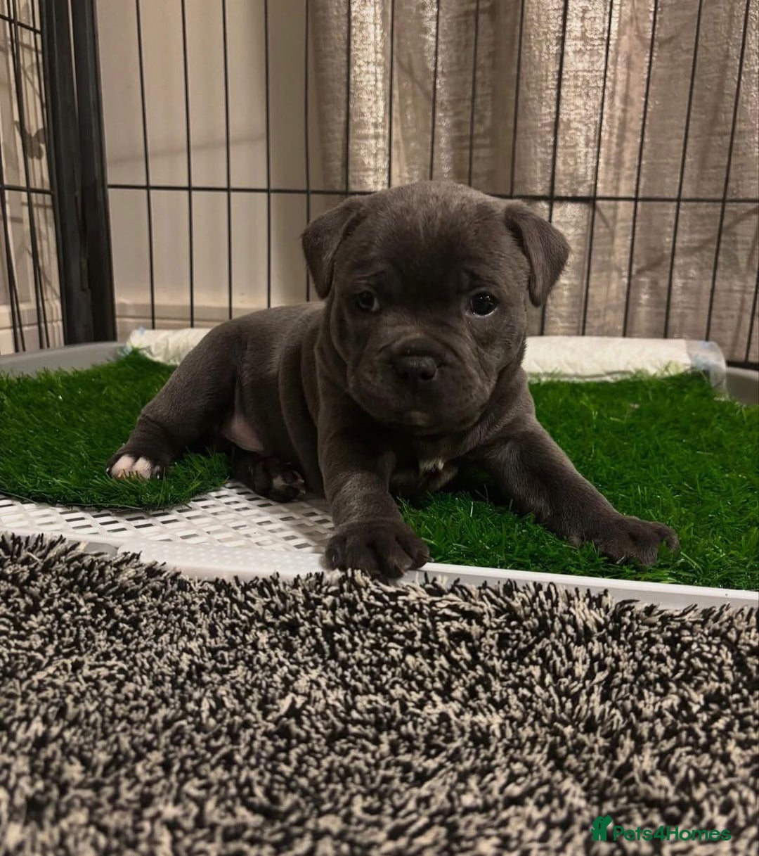 Staffordshire Bull Terrier dogs for sale: KC blue Staffordshire bull terrier puppies  - Advert 19