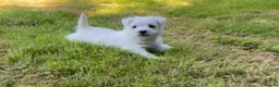 West Highland Terrier dogs for sale: Adorable West Highland terrier puppies - Advert 11