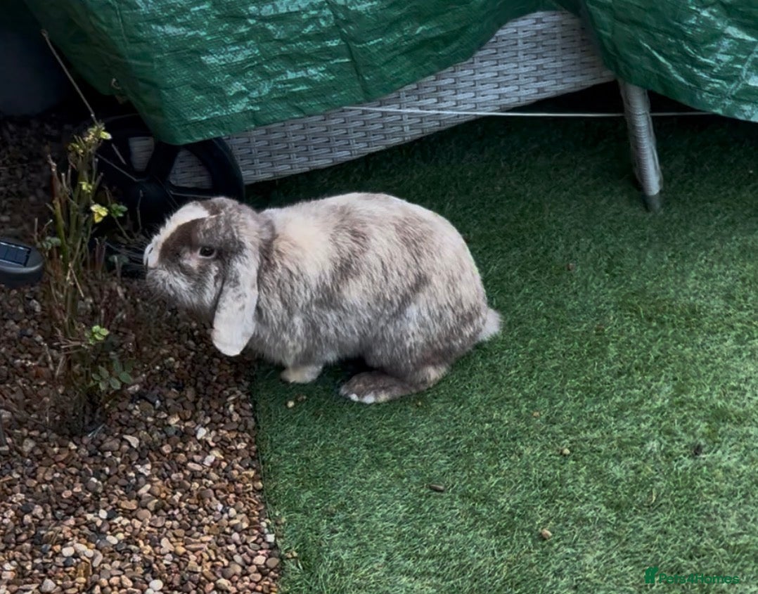 Mini Lop rabbits Urgent re homing required  - Advert 8