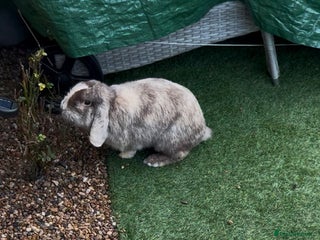 Mini Lop rabbits Urgent re homing required - Advert 1