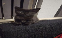 Mixed Breed cats for sale: Mixed bread  - Image 7