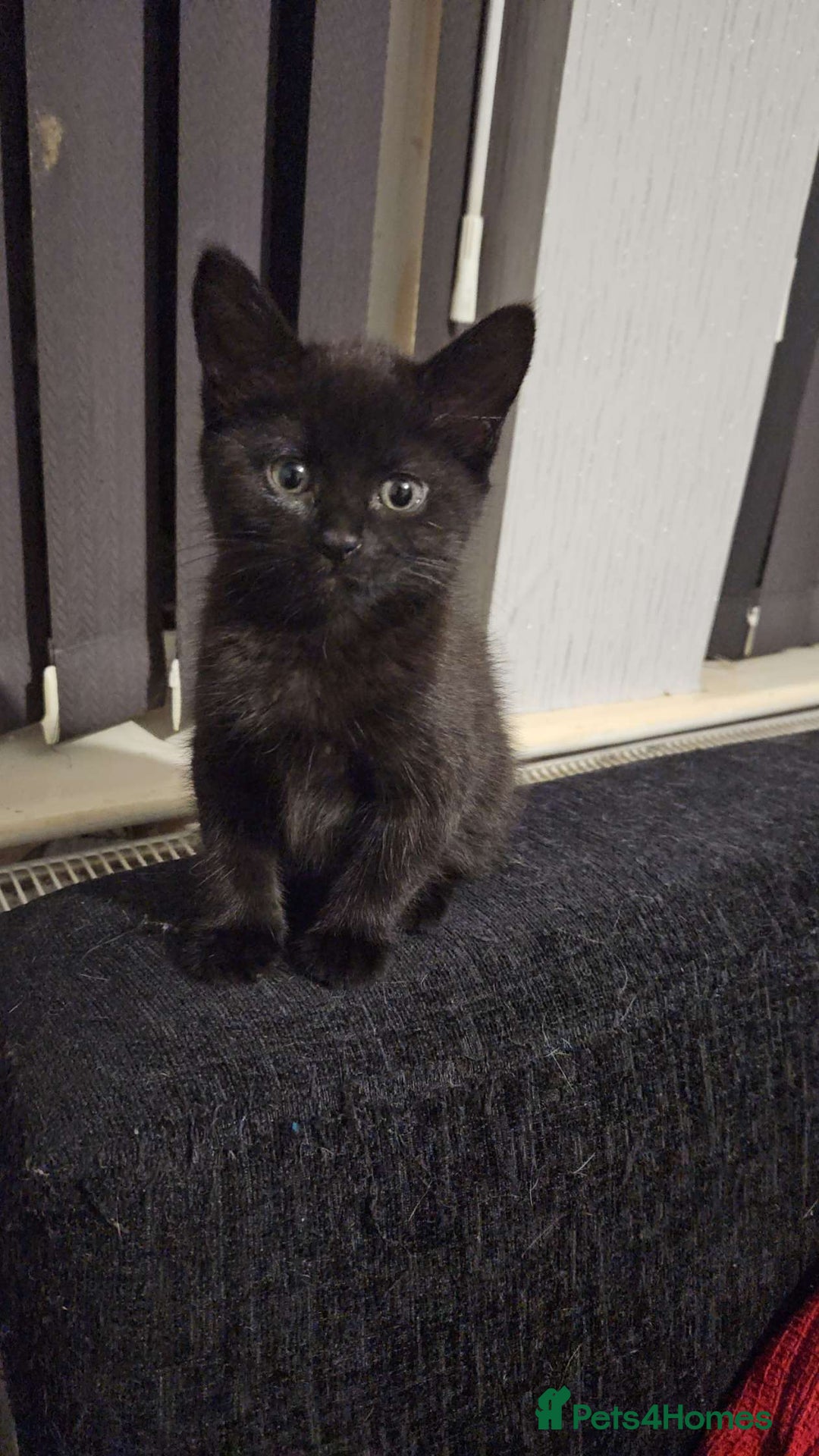 Mixed Breed cats for sale: Mixed bread  - Image 7