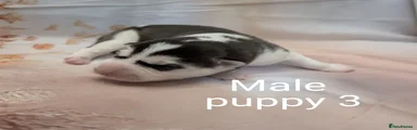 Siberian Husky Puppy 3