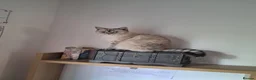 British Shorthair cats for sale: Pure BSH kittens for sale - Advert 3