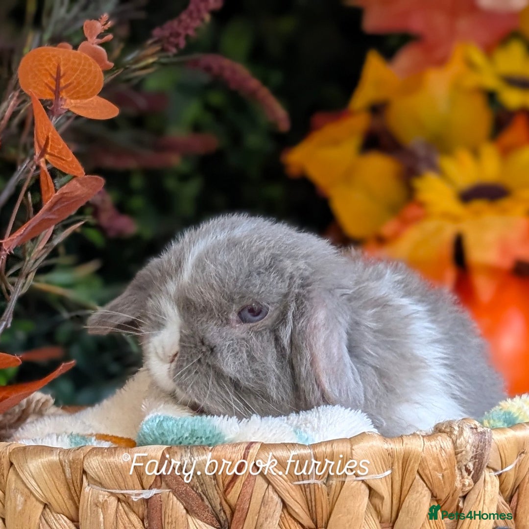 Mini Lop rabbits for sale: Mini lops  - Image 4