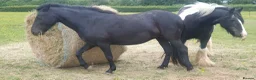 Dartmoor horses for sale: Beautiful dartmoor mare - Advert 3