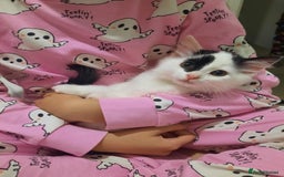 Mixed Breed cats for sale: 3 Gorgeous Kittens - Must be Seen! - Image 3