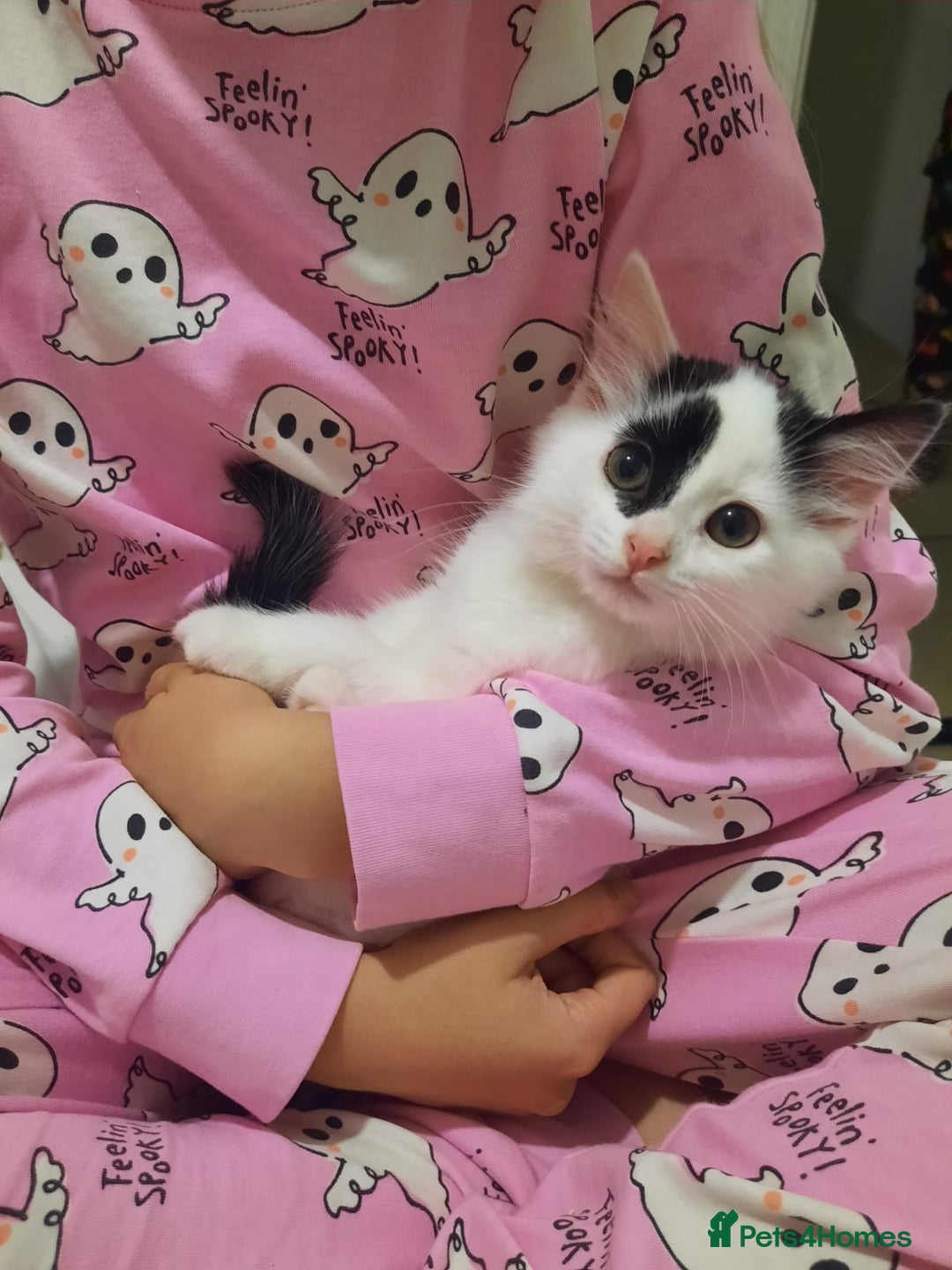 Mixed Breed cats for sale: 3 Gorgeous Kittens - Must be Seen! - Image 3