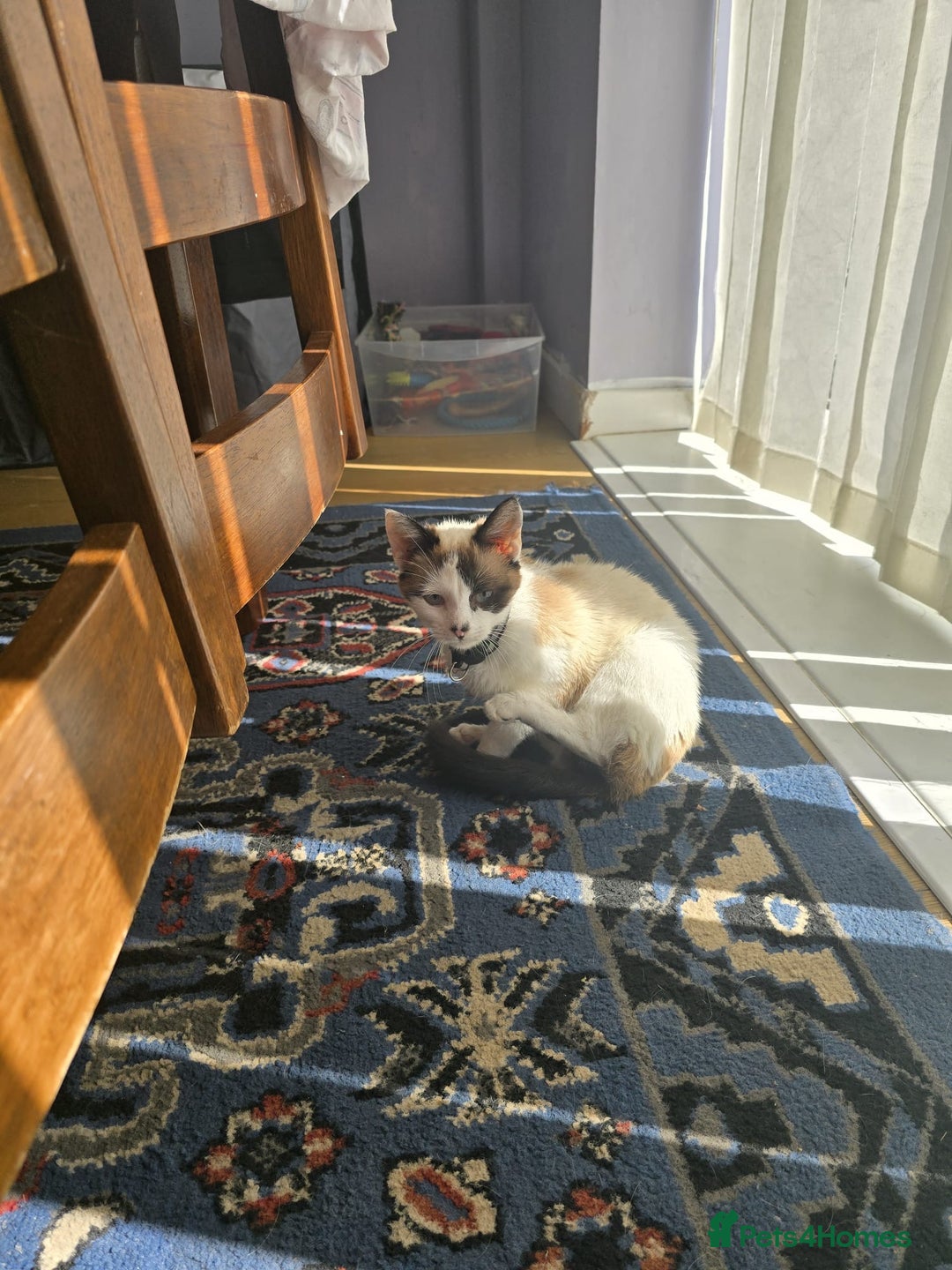 Snowshoe cats for sale: Male snowshoe  - Image 2