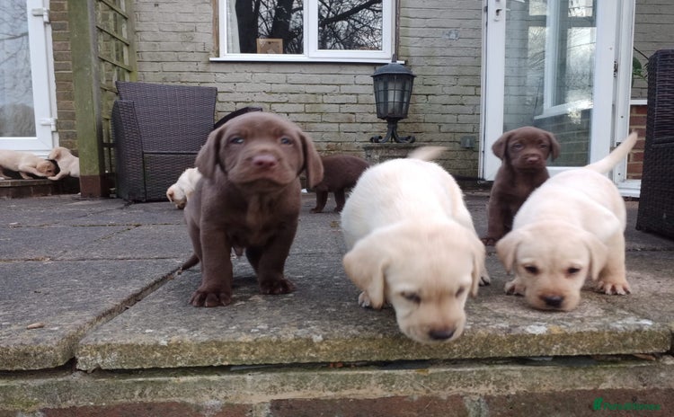 Labrador Retriever dogs - Advert 4