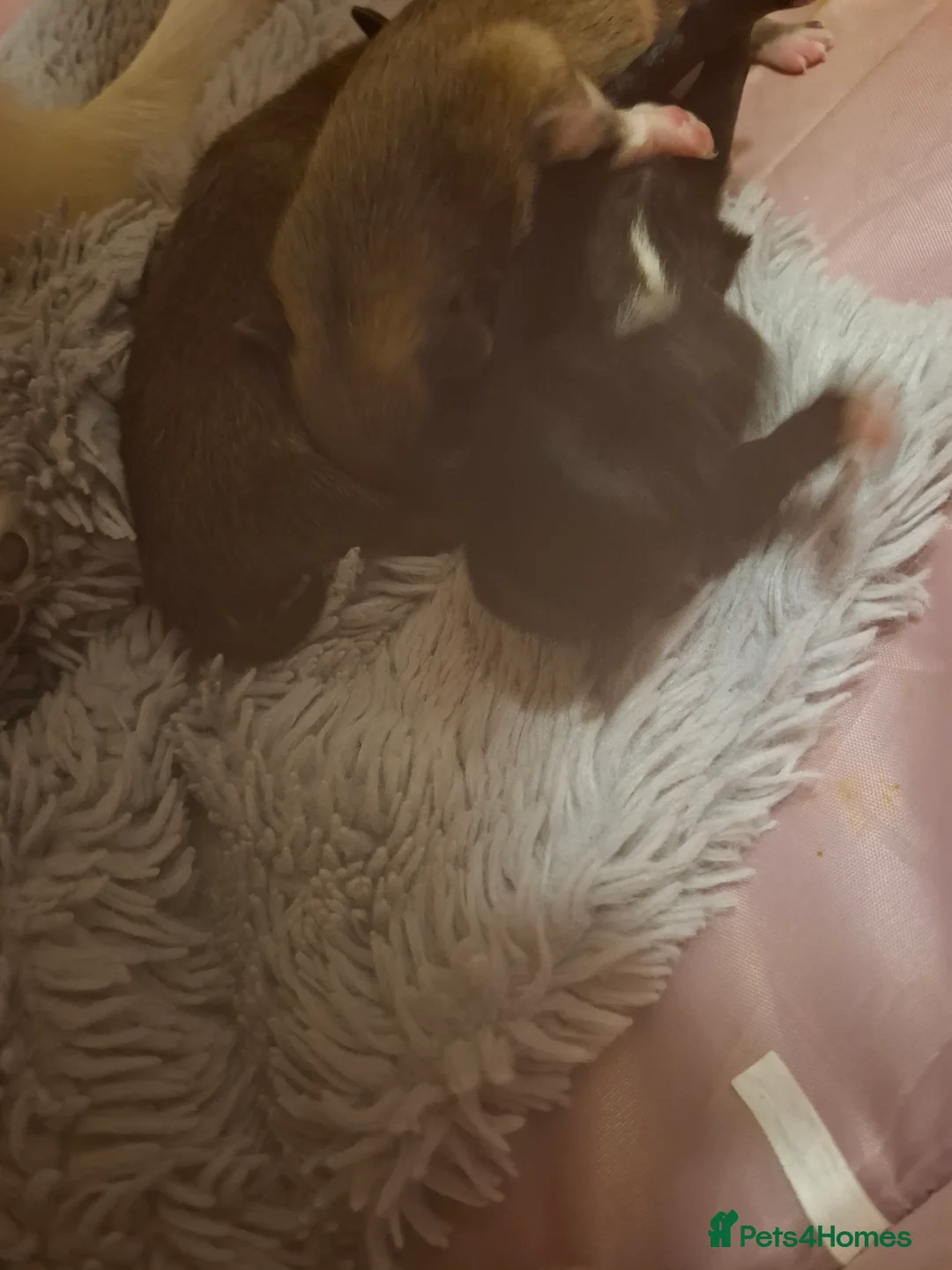Mixed Breed dogs for sale: Puppies  - Advert 2