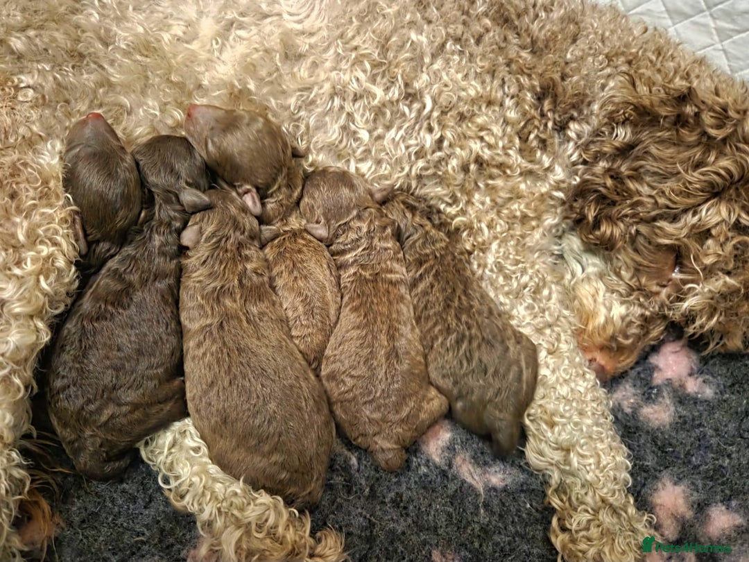 Toy Poodle dogs for sale: Beautiful Toy Poodle Puppies - Advert 18