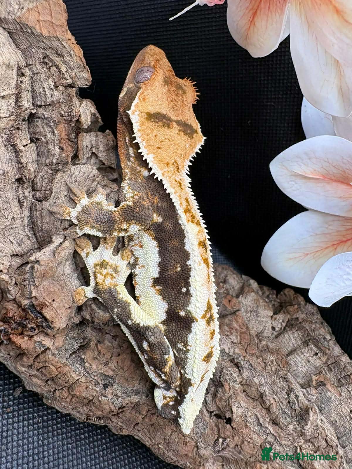 Gecko reptiles Crested Geckos - Advert 22
