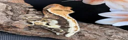 Gecko reptiles for sale: Crested Geckos - Advert 1