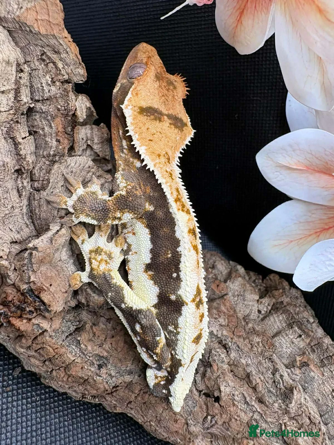 Gecko reptiles for sale: Crested Geckos - Advert 1